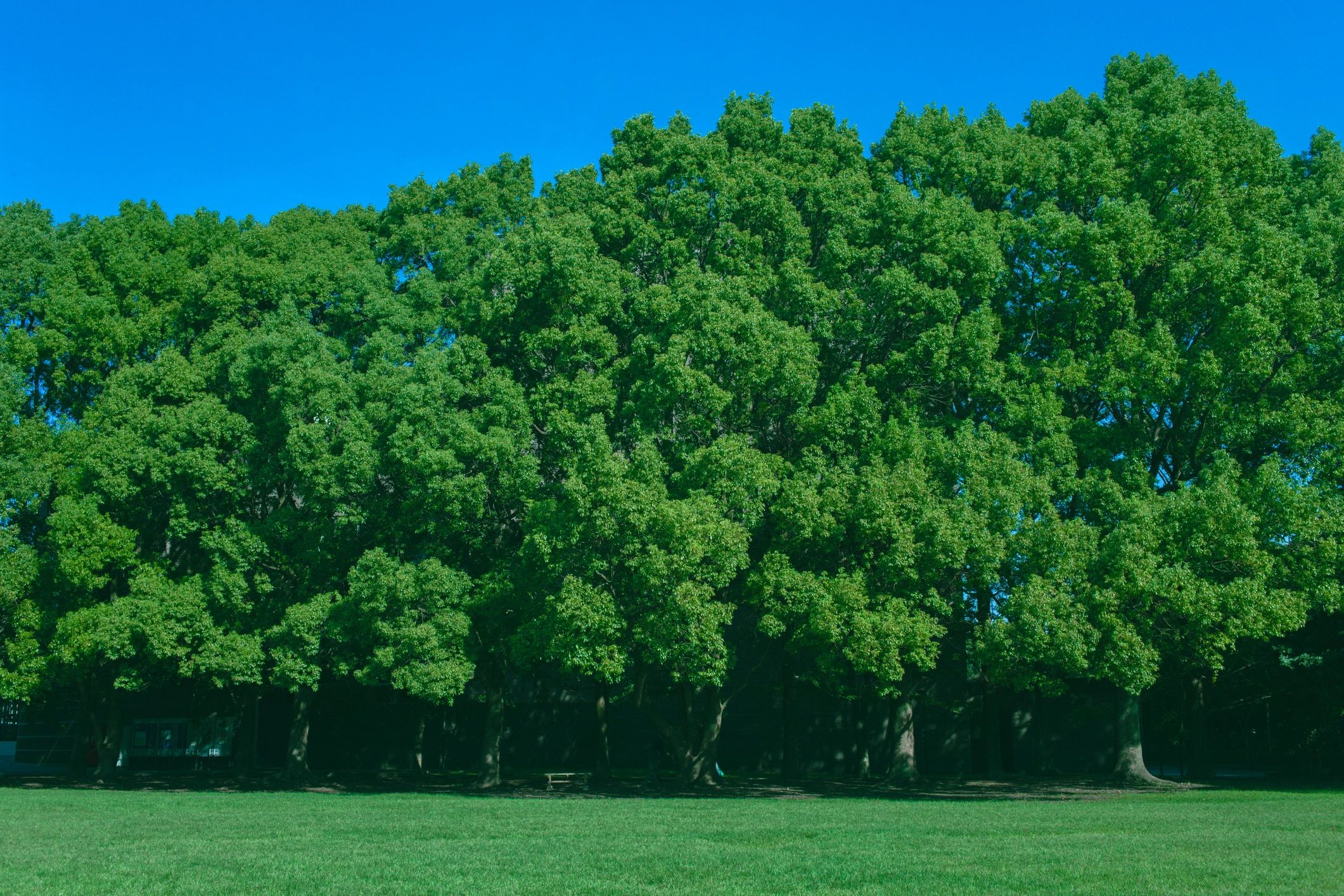 Tree care landscape