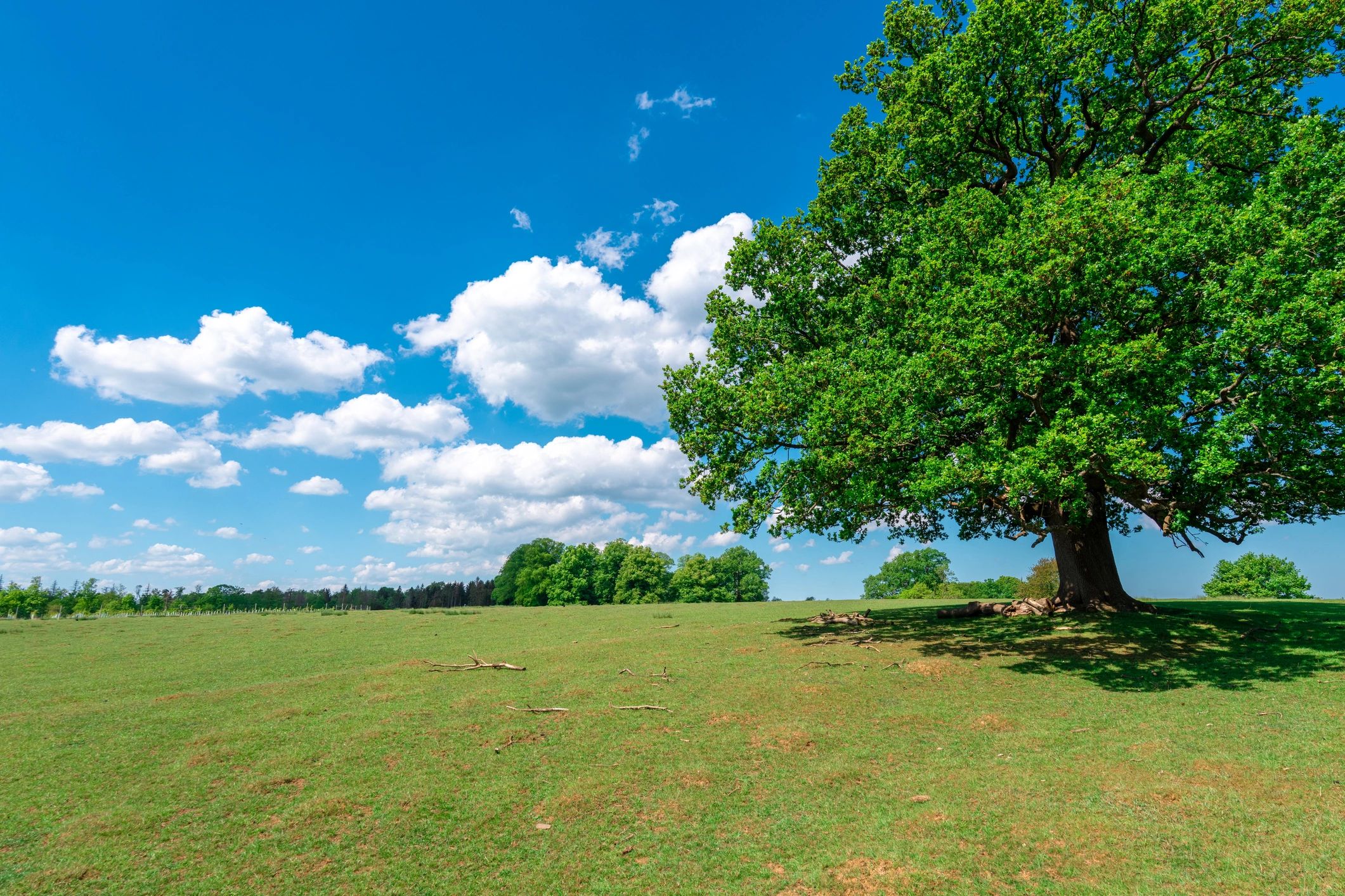 Healthy mature tree in a well-kept landscape
