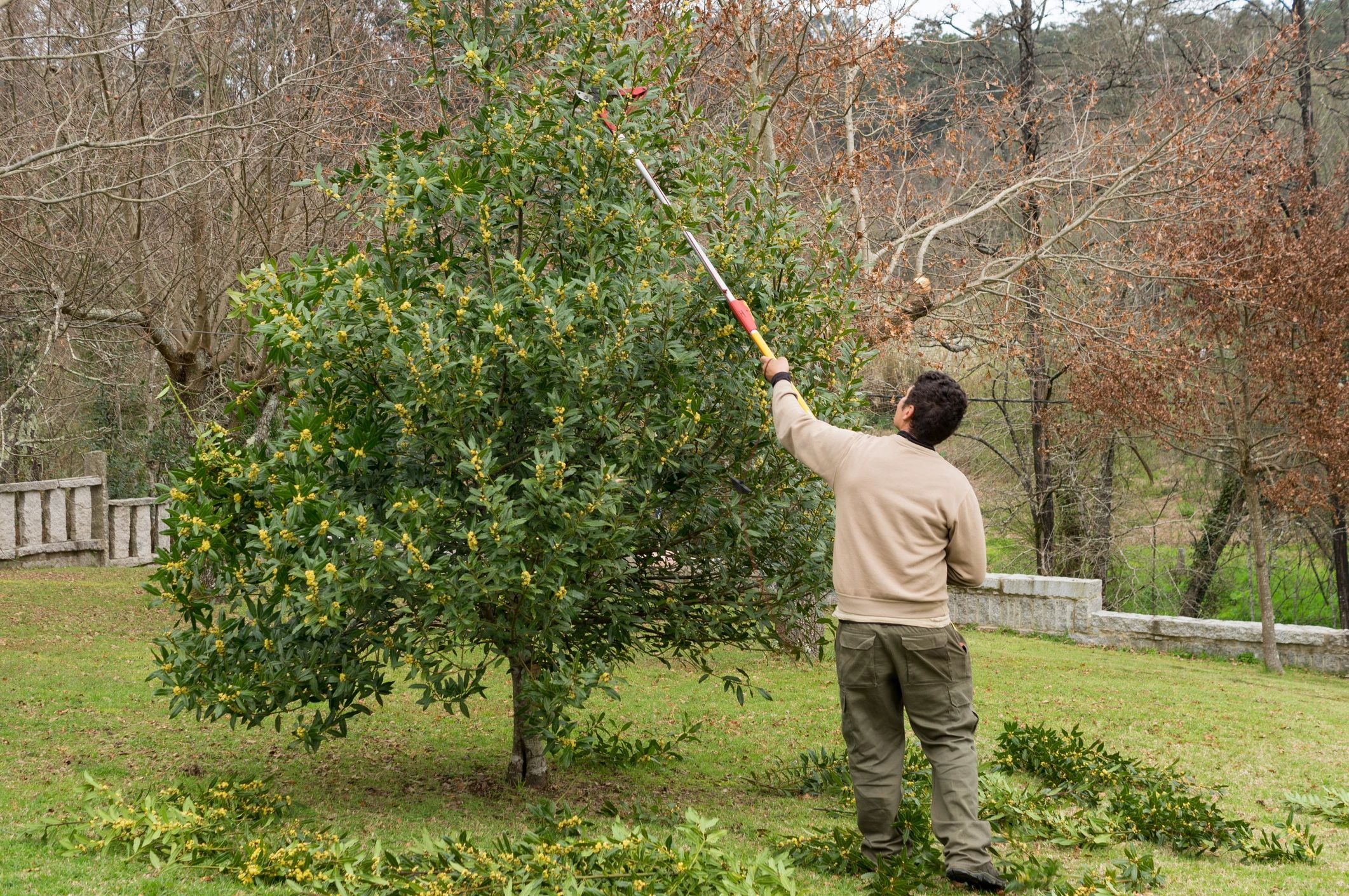 Arborist carrying out tree pruning in a landscaped garden