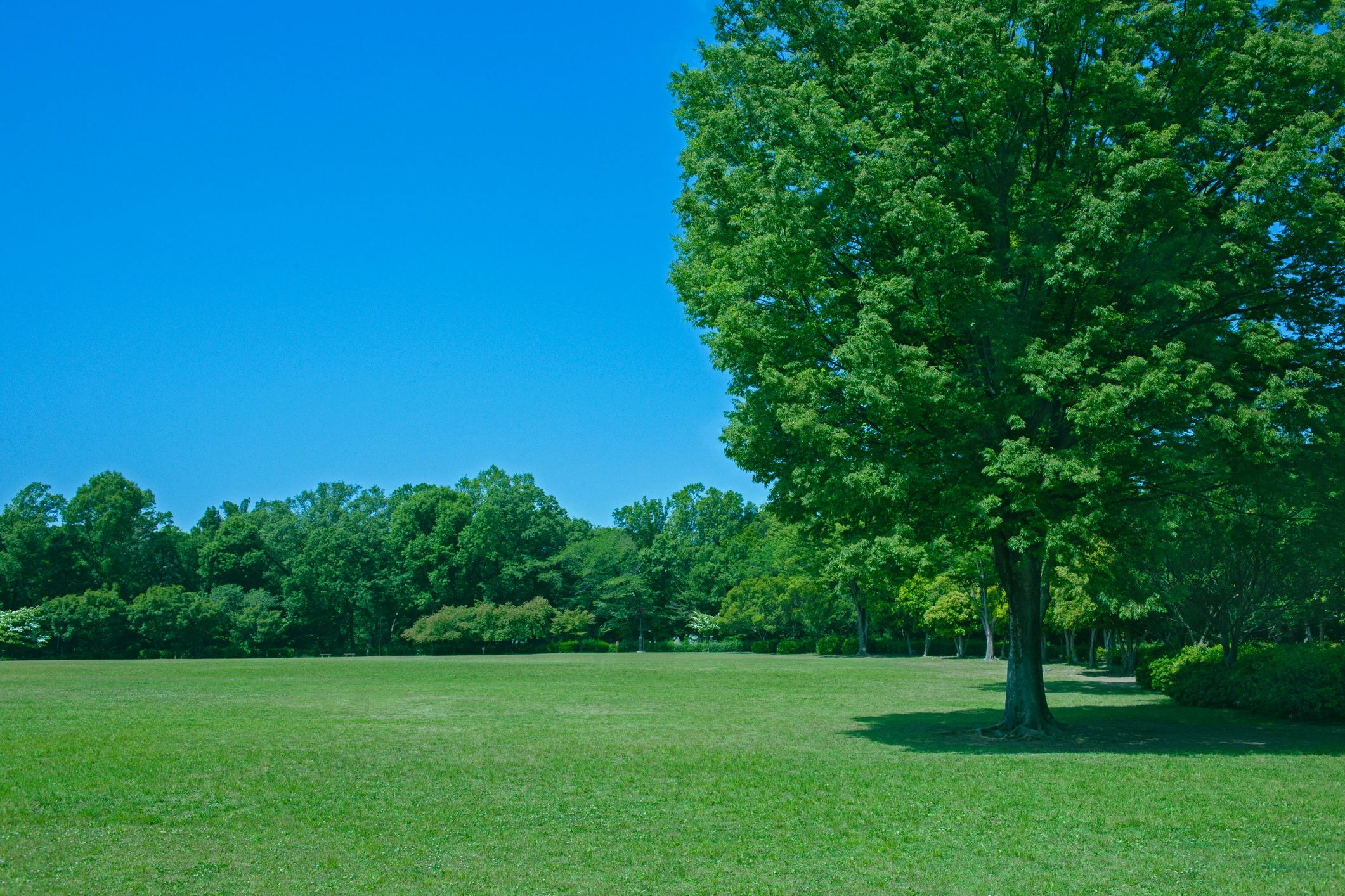 Healthy green trees in a park landscape
